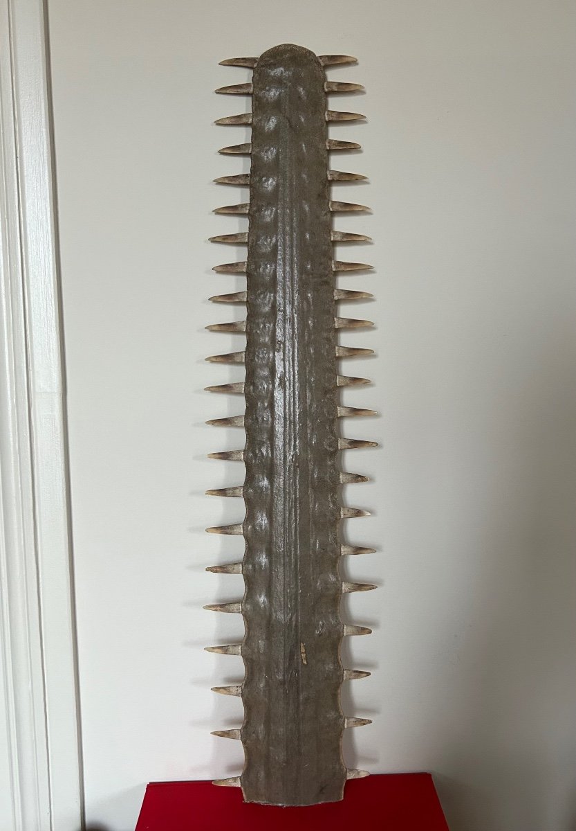 Ancient Sawfish Rostrum-photo-4