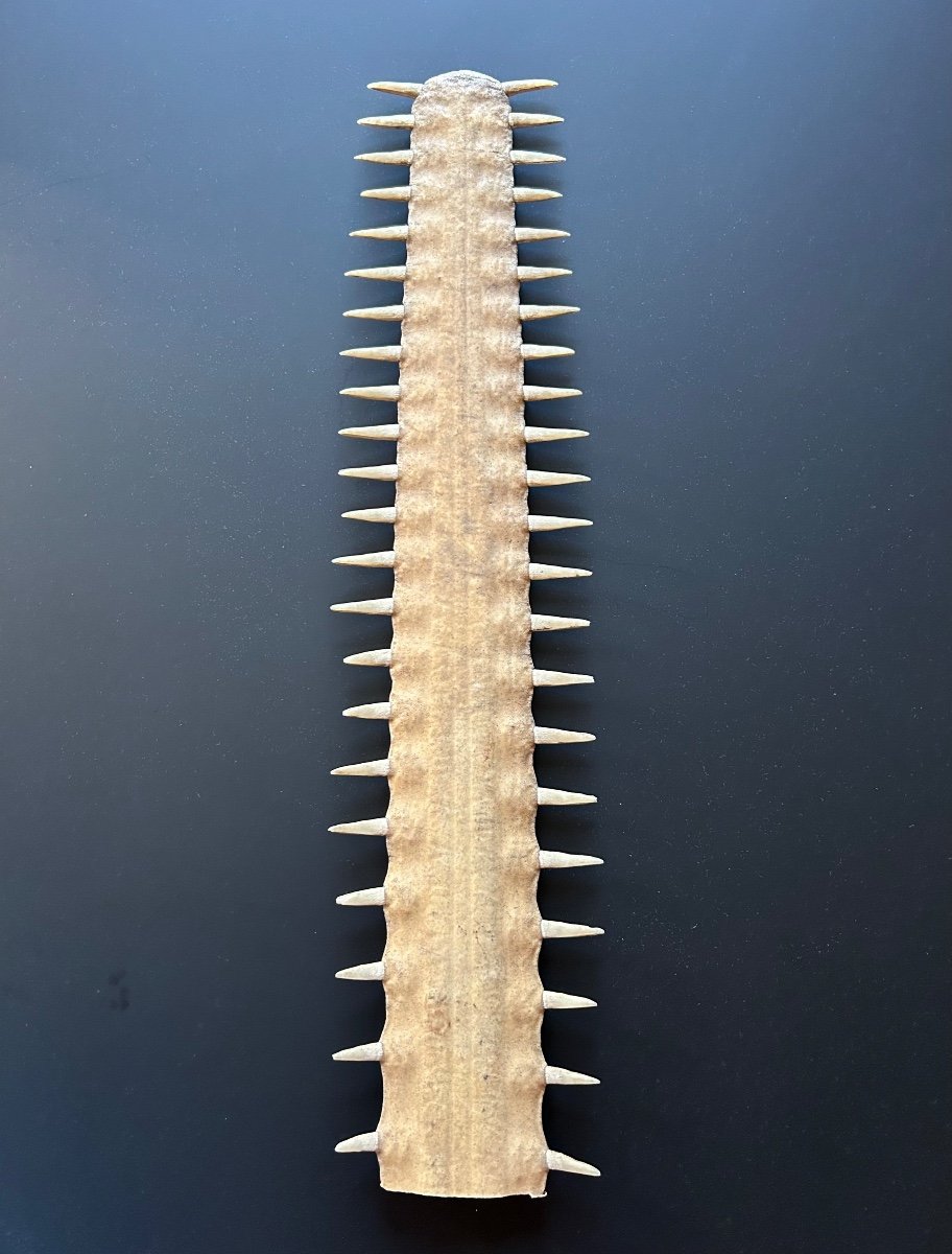 Ancient Sawfish Rostrum