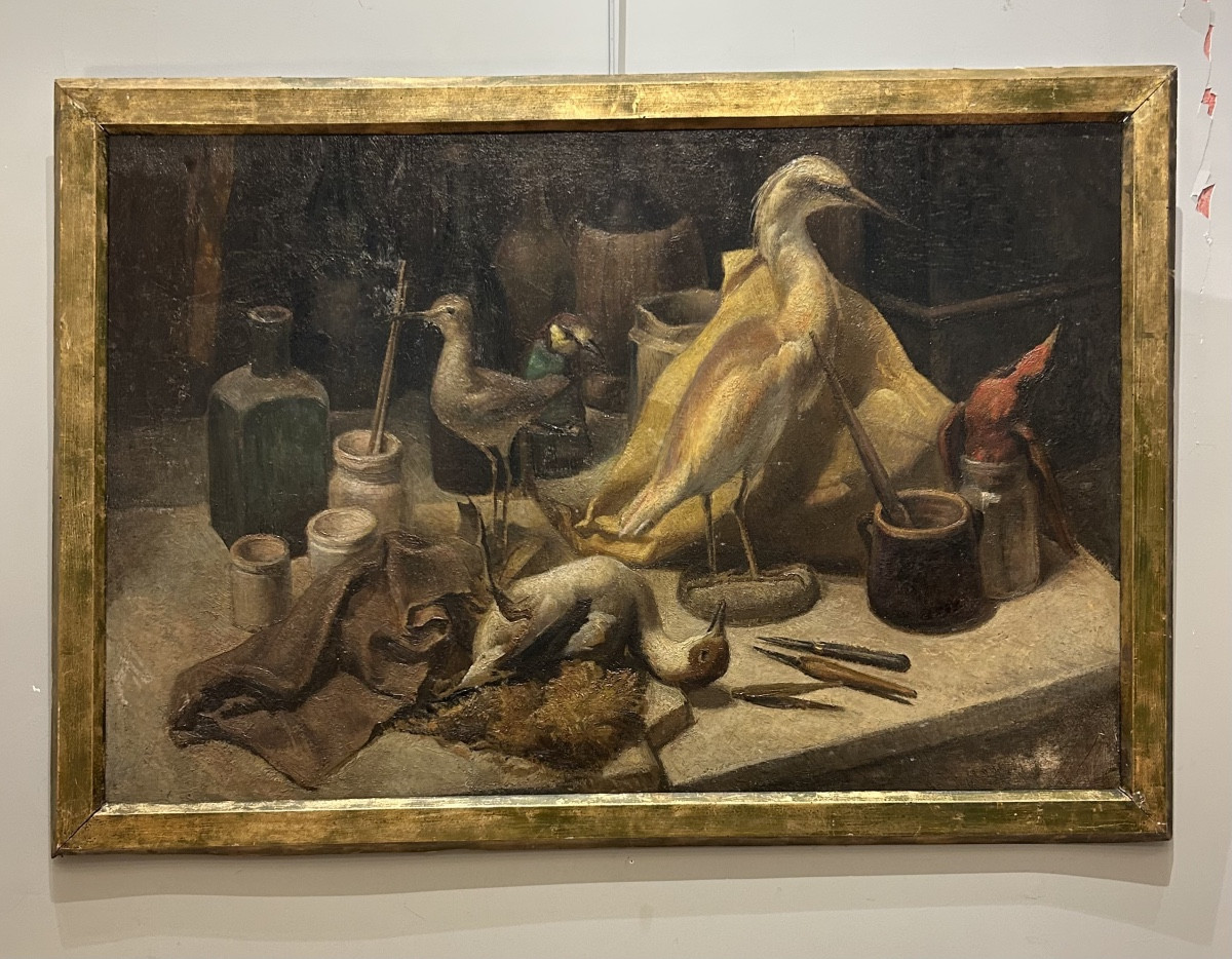 Still Life From A Cabinet Of Curiosities - Taxidermy Workshop - Early 20th Century - Oil On Wood