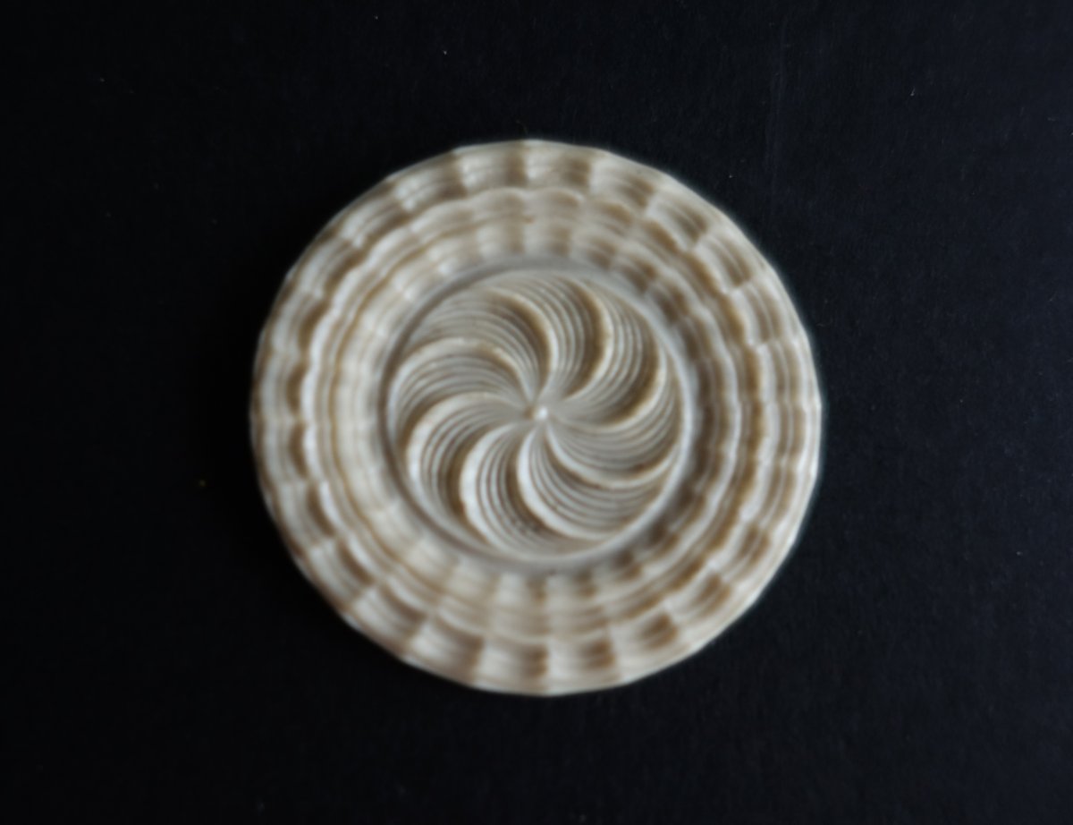 Ivory Guilloché Game Token, Germany Lxv-photo-2