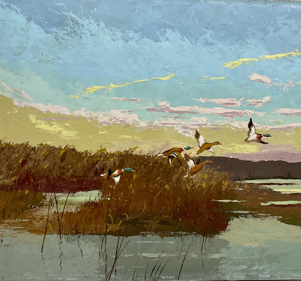 Ducks  -photo-2