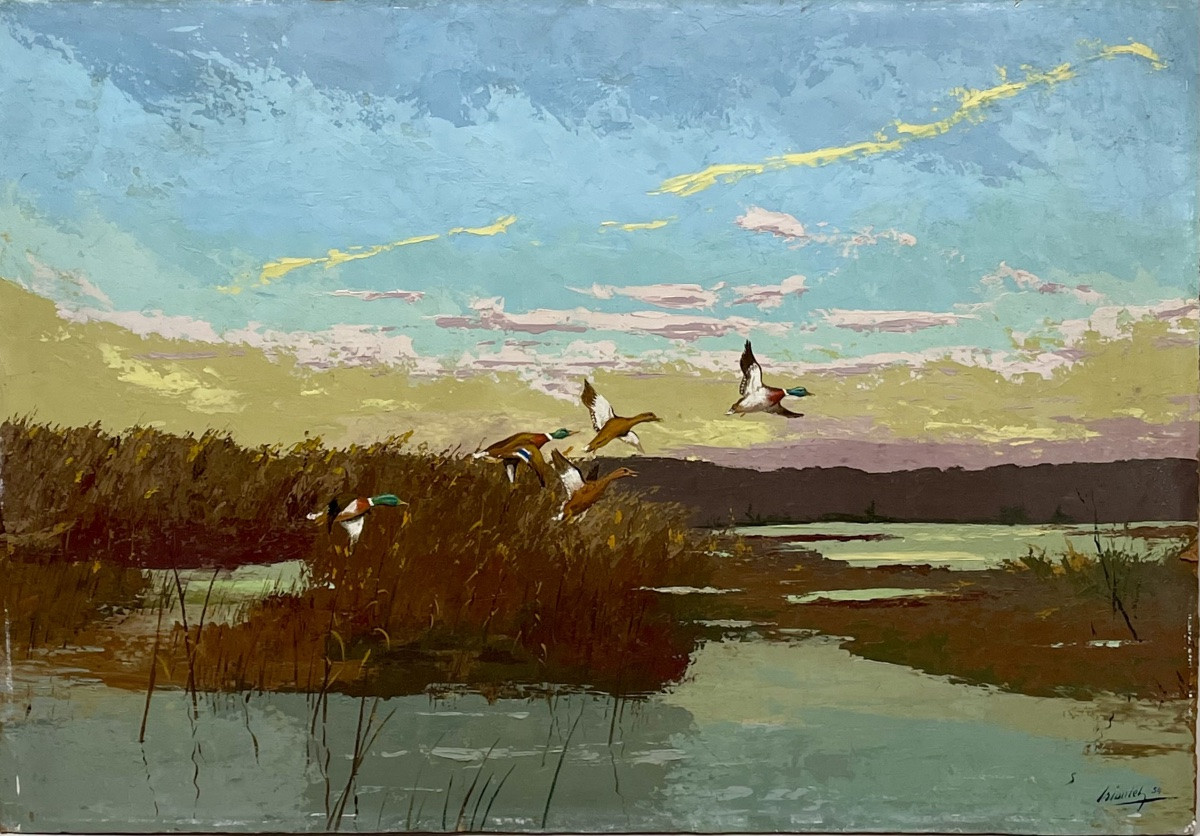 Ducks  -photo-3