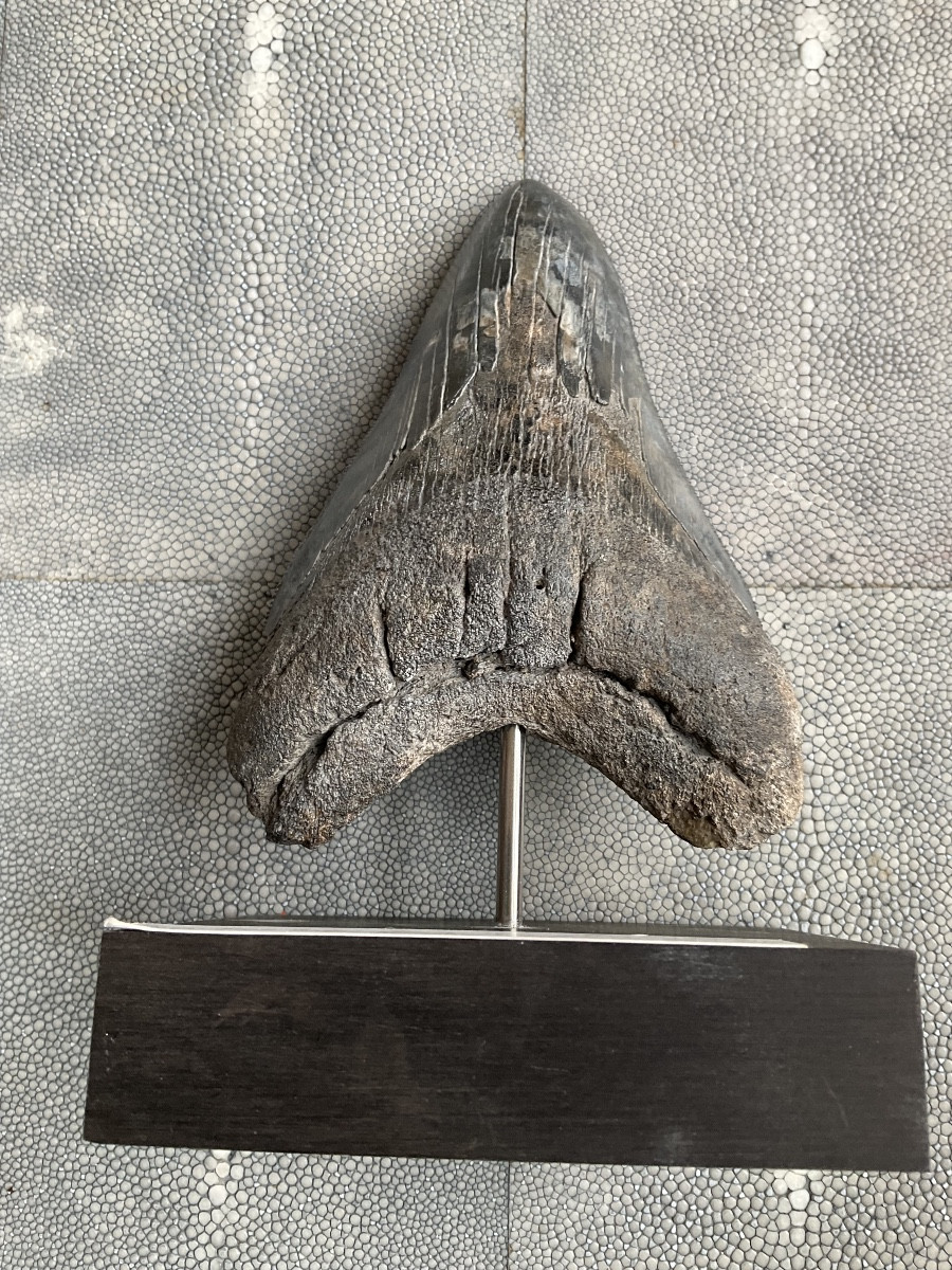 Megalodon Tooth H 13cm-photo-2
