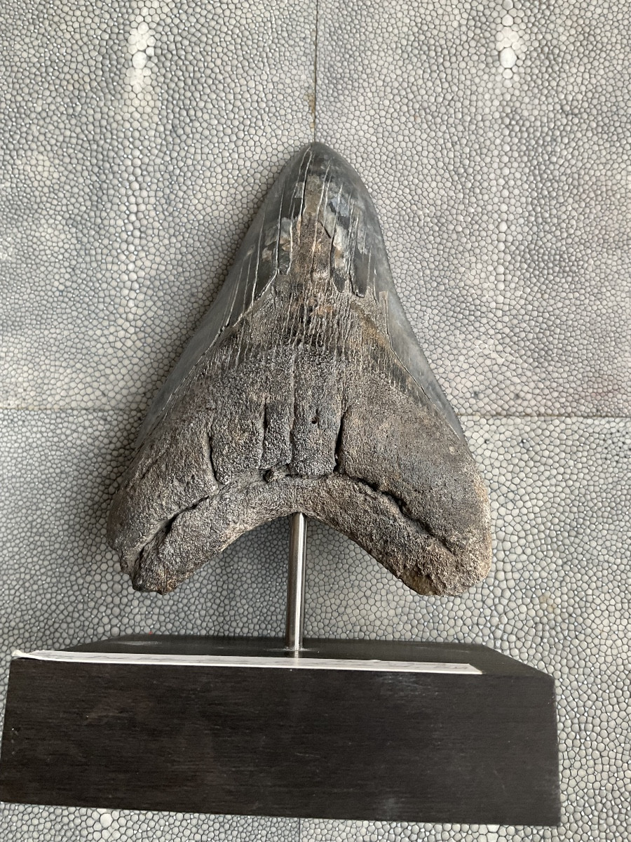 Megalodon Tooth H 13cm-photo-1