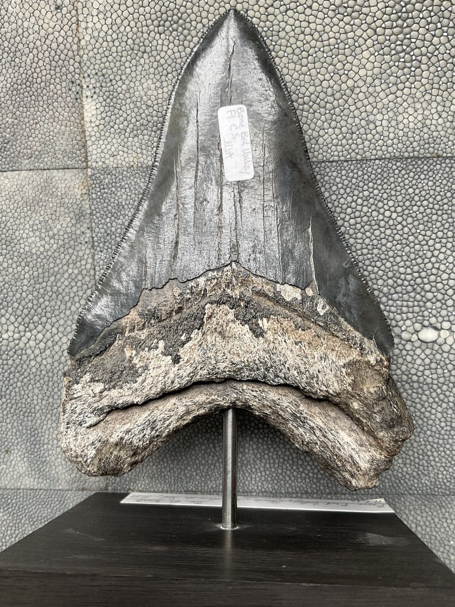 Megalodon Tooth H 13cm-photo-2