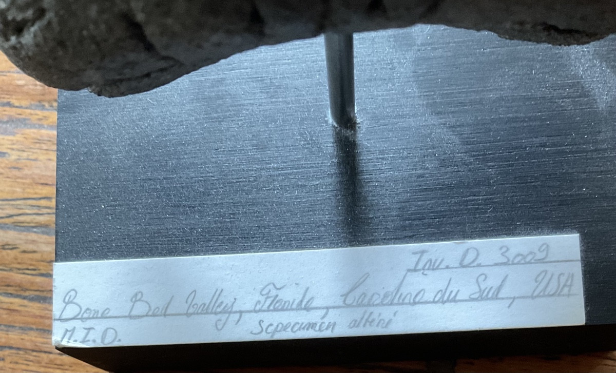 Megalodon Tooth H 13cm-photo-3