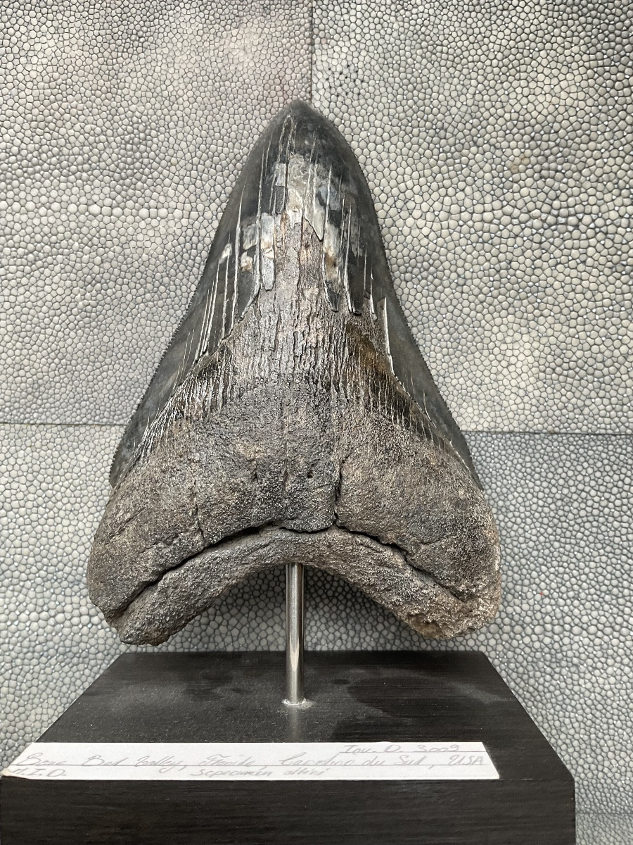 Megalodon Tooth H 13cm-photo-4
