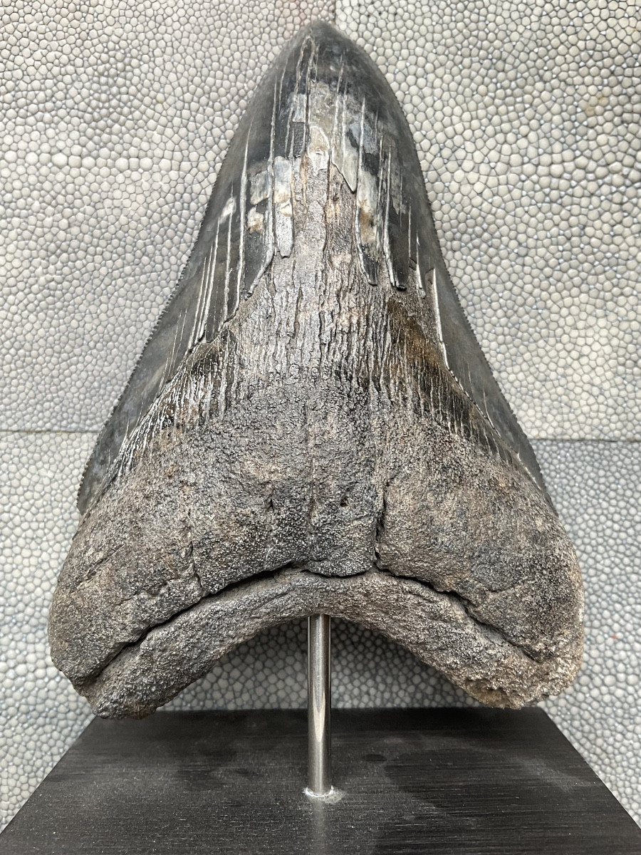 Megalodon Tooth H 13cm