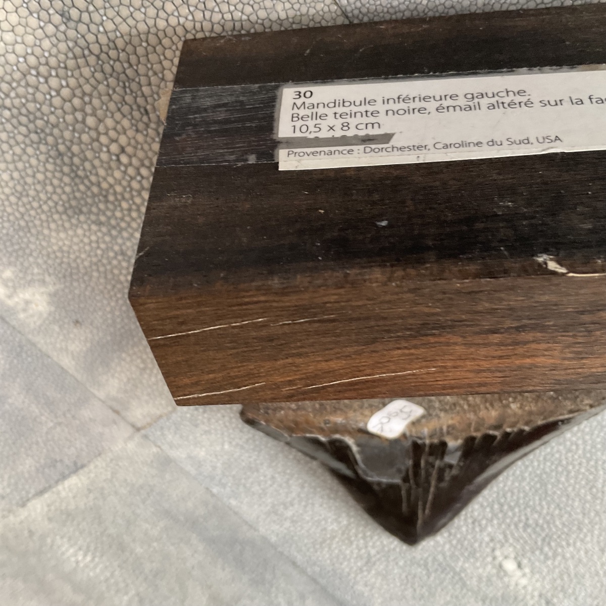 Megalodon Tooth -photo-2