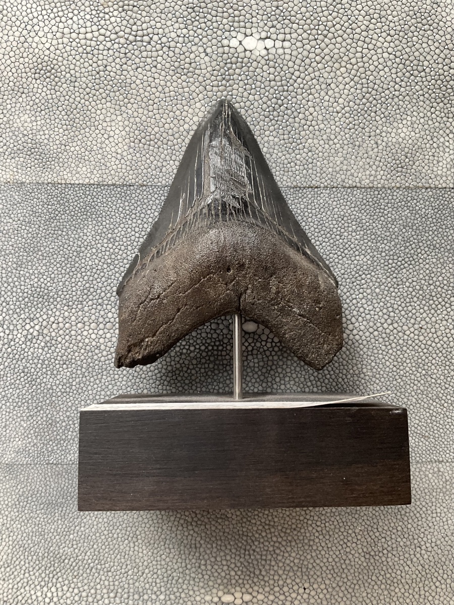 Megalodon Tooth -photo-3