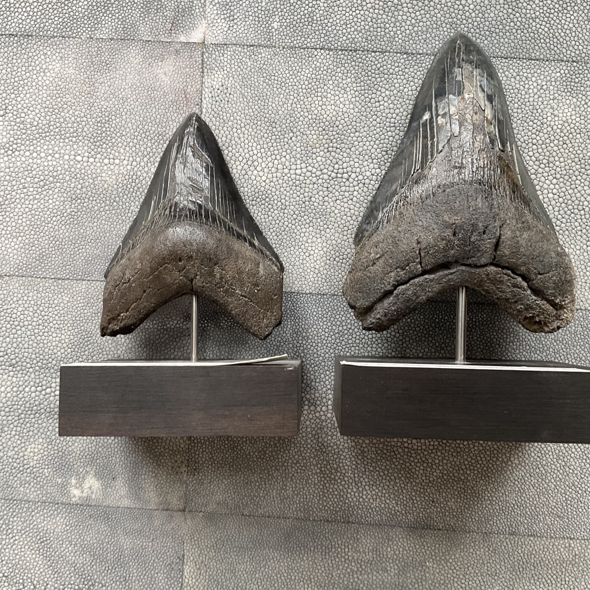 Megalodon Tooth -photo-4