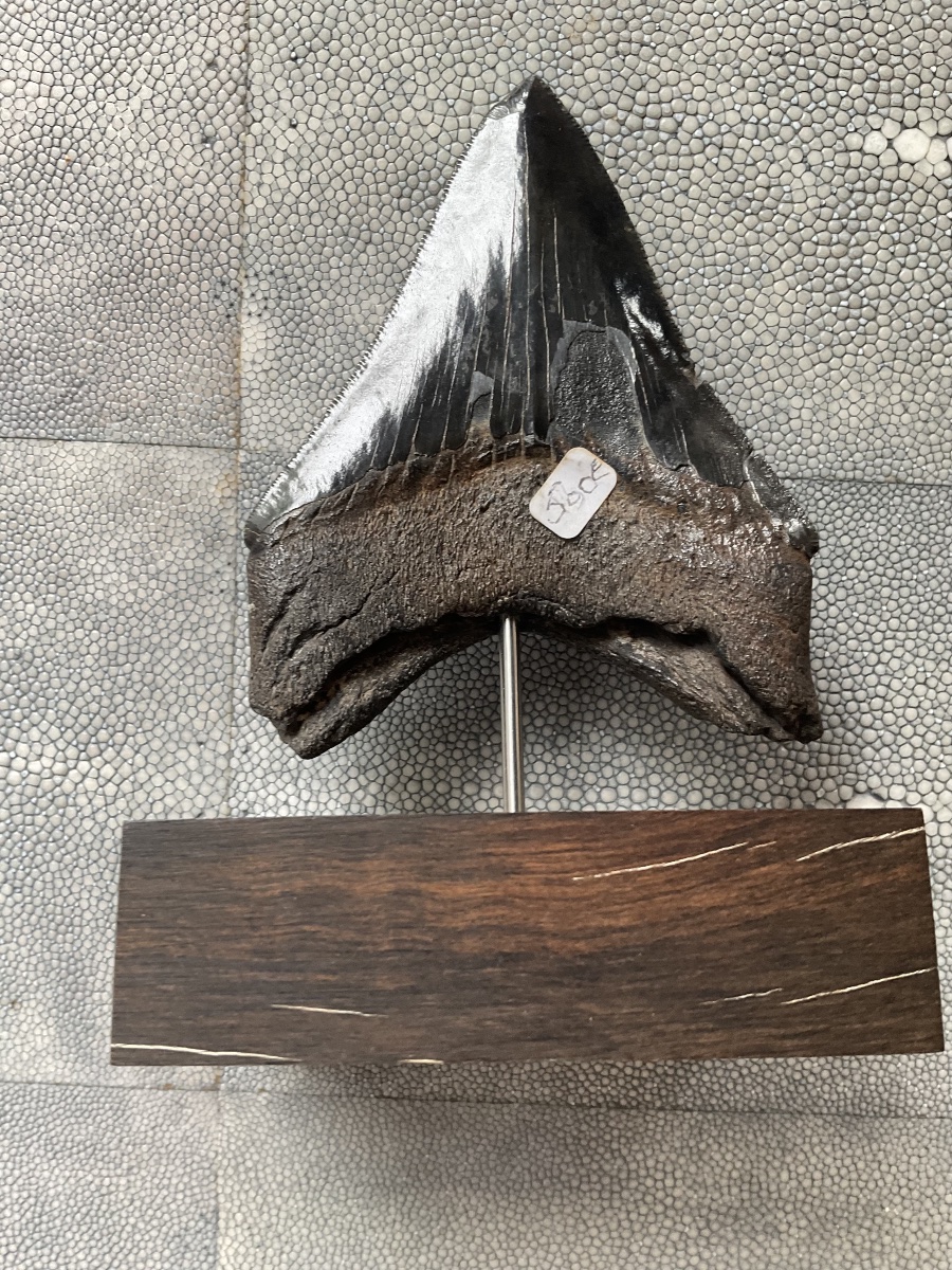 Megalodon Tooth -photo-1