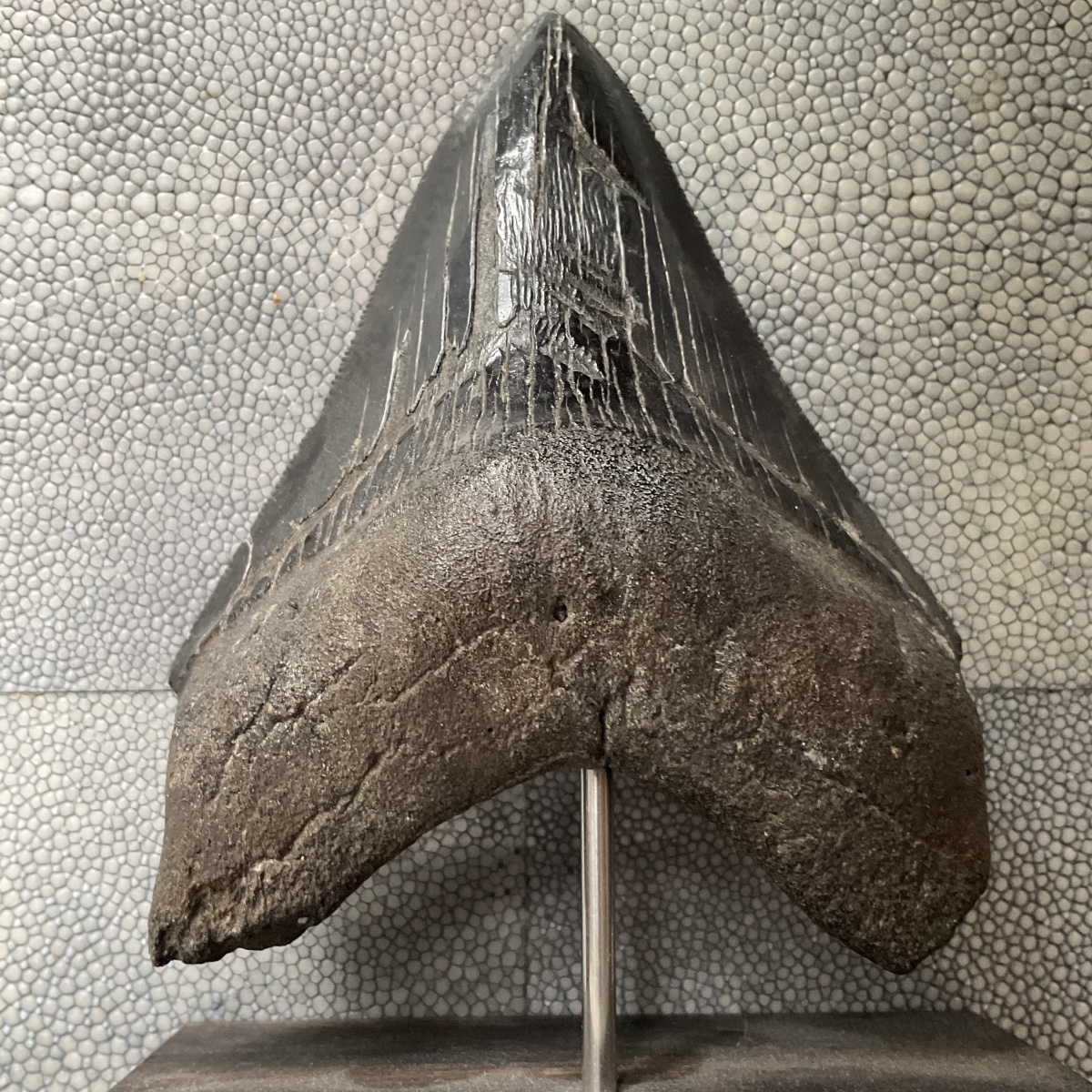 Megalodon Tooth 