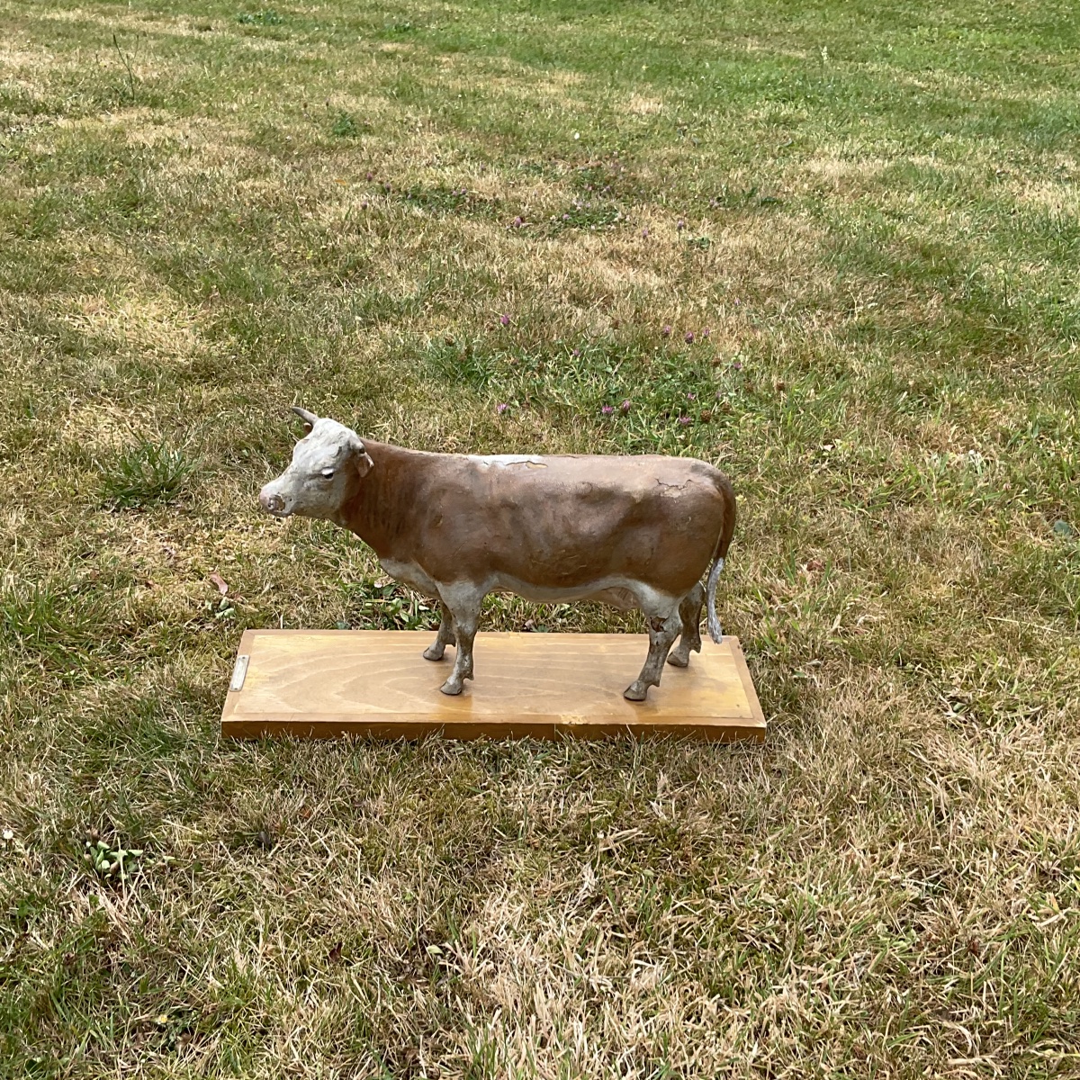 Vache sur planche dans l’etat-photo-1