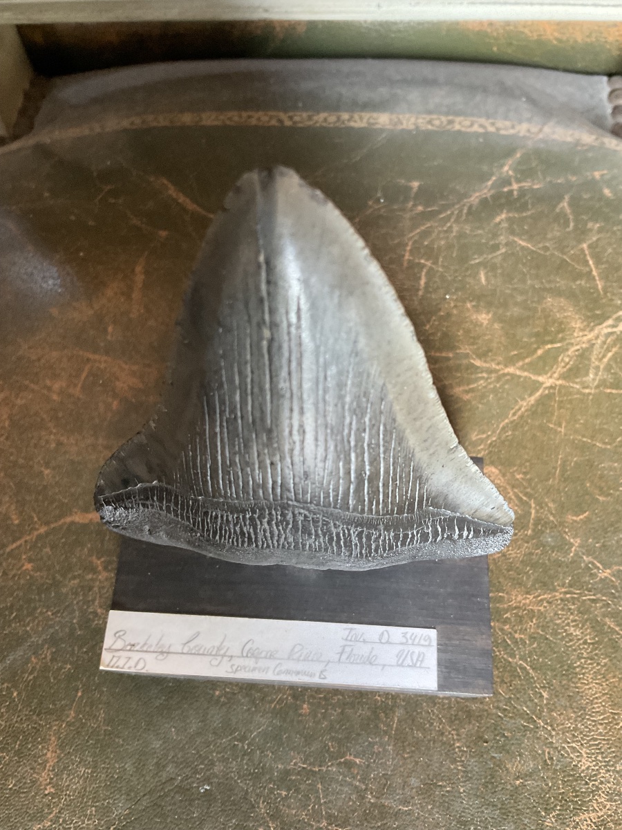 Dent de megalodon soclee-photo-3
