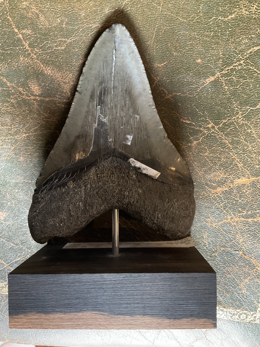 Dent de megalodon soclee-photo-4