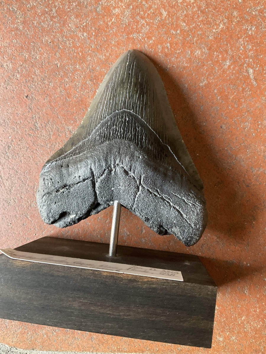 Dent de megalodon soclee-photo-1