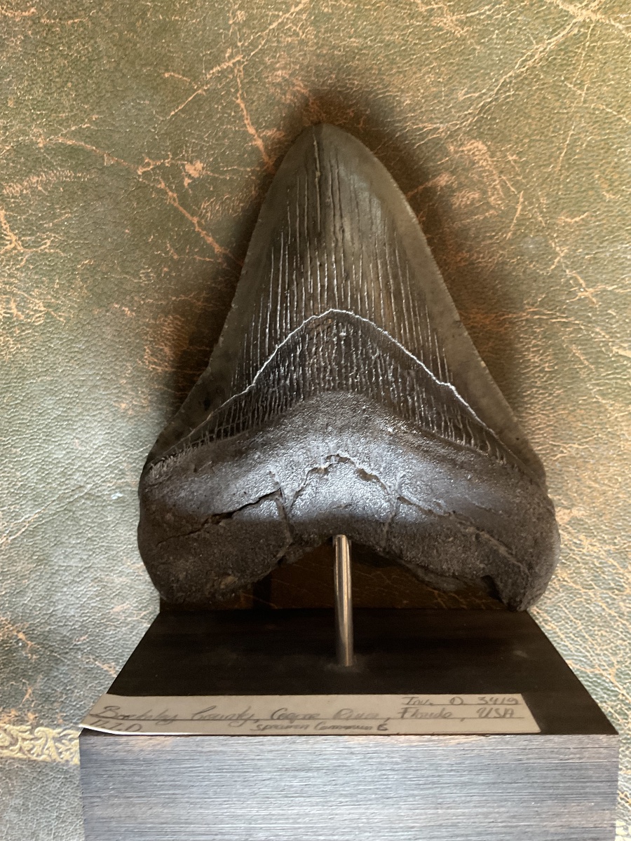 Dent de megalodon soclee