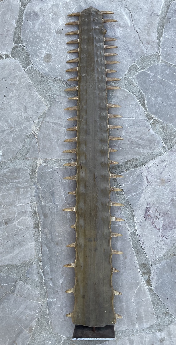 Rostre de poisson scie haute 93cm-photo-3