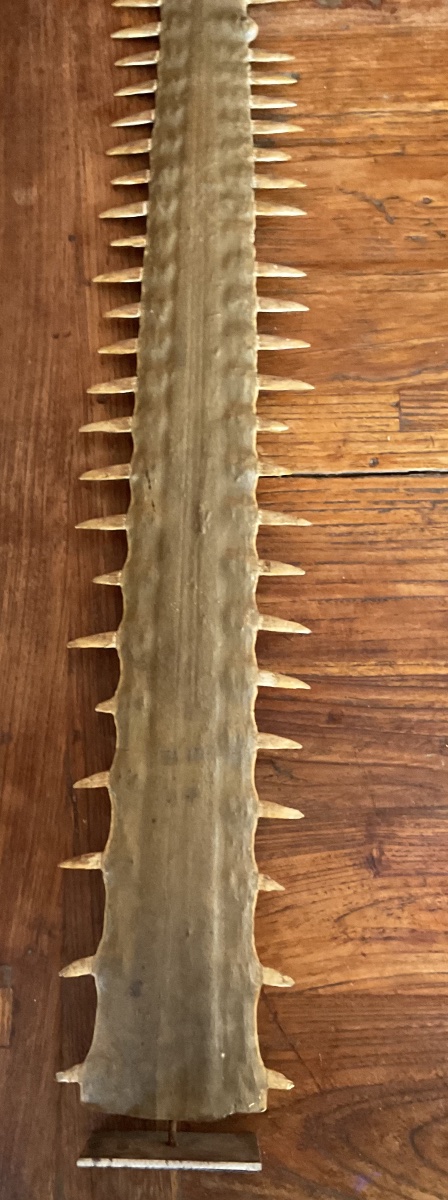 Rostre de poisson scie haute 93cm