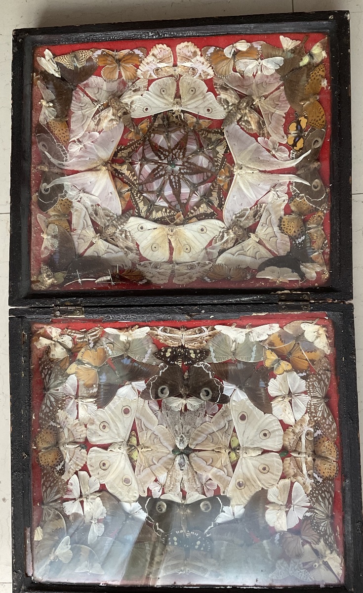 Display Box Featuring A Composition Of Butterflies -photo-2