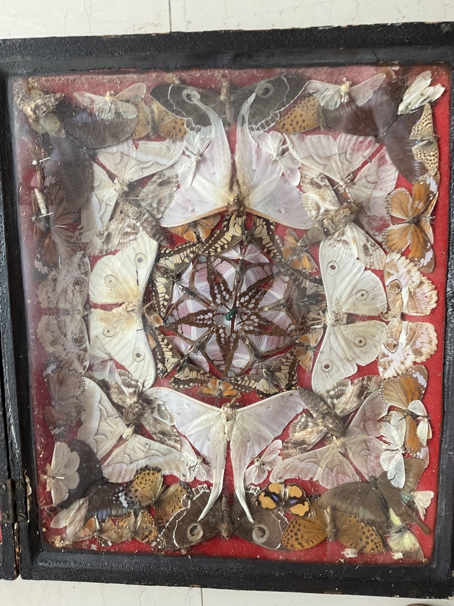 Display Box Featuring A Composition Of Butterflies -photo-3