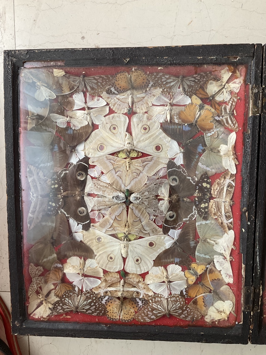 Display Box Featuring A Composition Of Butterflies -photo-4