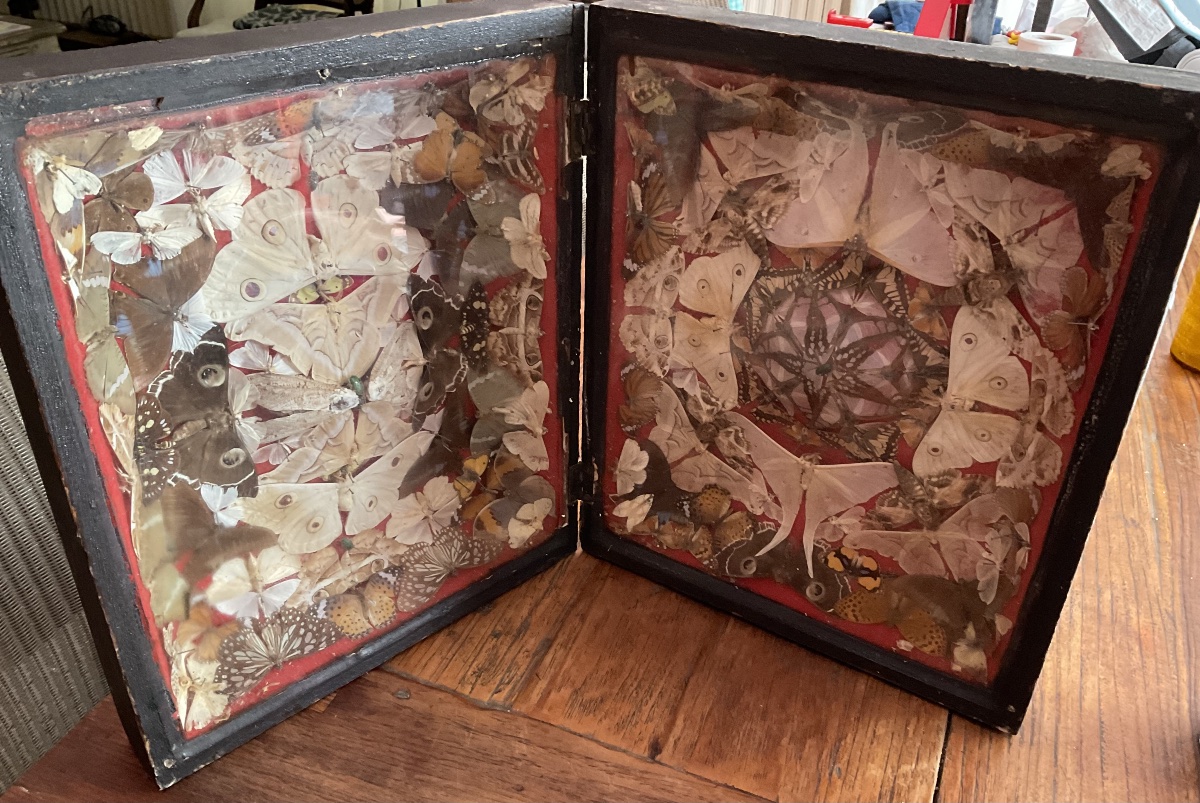 Display Box Featuring A Composition Of Butterflies -photo-1