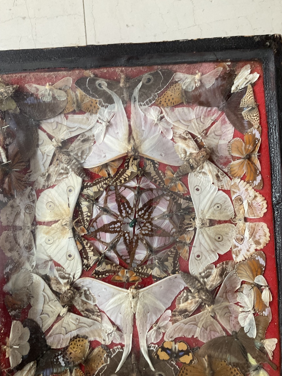 Display Box Featuring A Composition Of Butterflies -photo-2