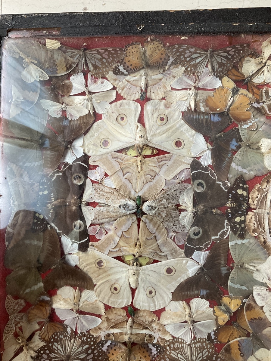 Display Box Featuring A Composition Of Butterflies -photo-3