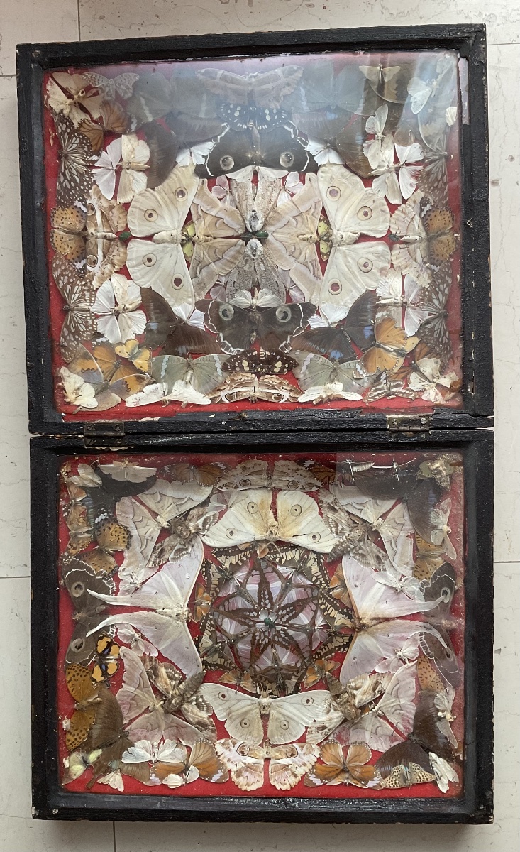 Display Box Featuring A Composition Of Butterflies -photo-4