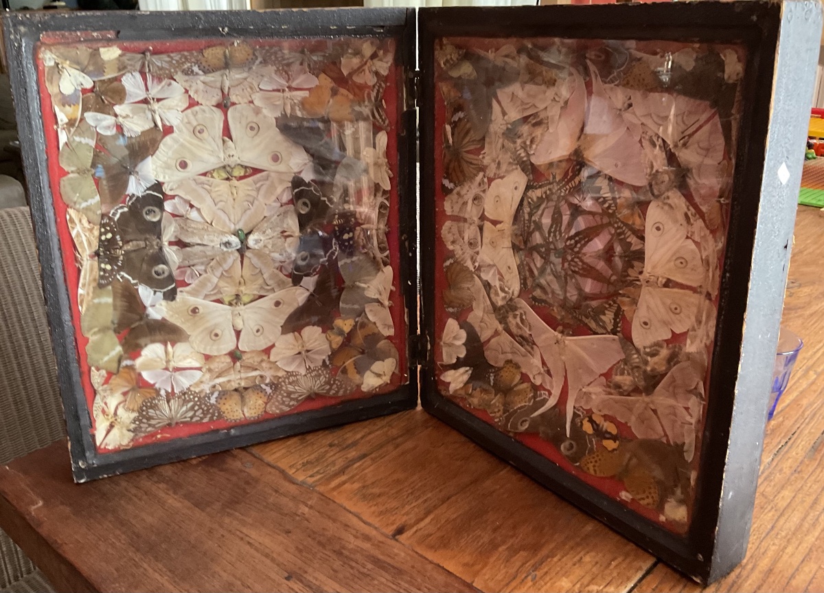 Display Box Featuring A Composition Of Butterflies 