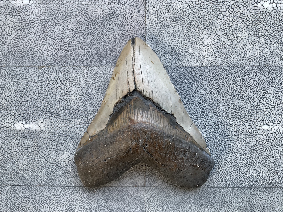 Megalodon Tooth, 13.5 Cm-photo-2