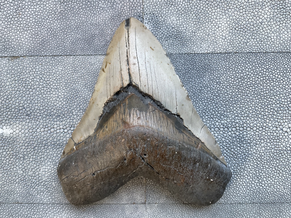 Megalodon Tooth, 13.5 Cm-photo-3
