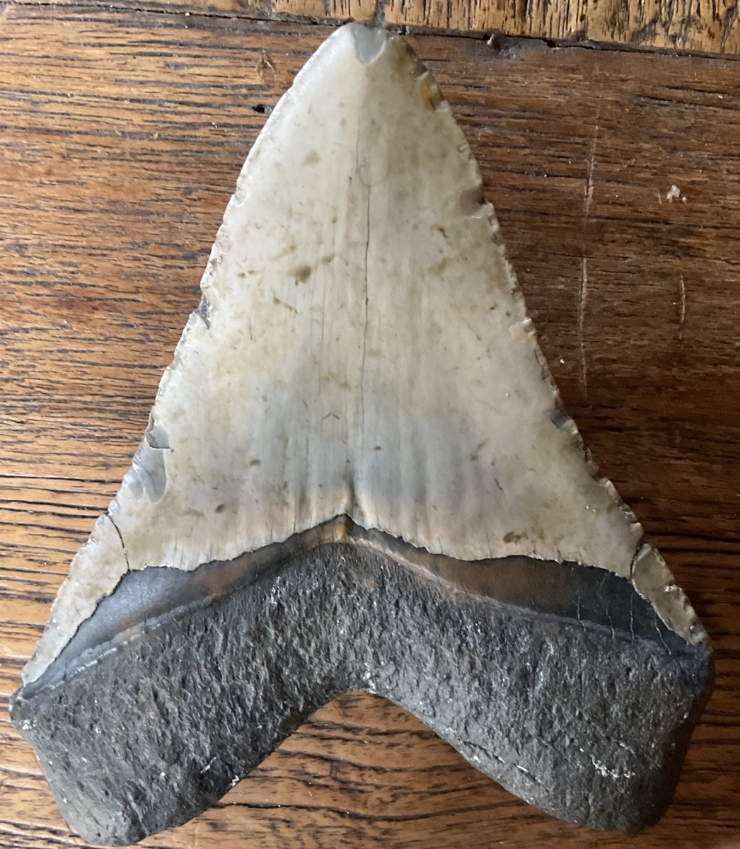 Megalodon Tooth, 13.5 Cm-photo-4