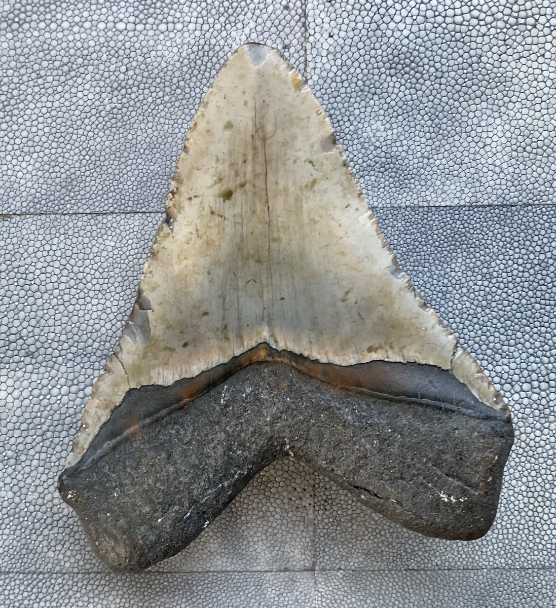 Megalodon Tooth, 13.5 Cm-photo-2