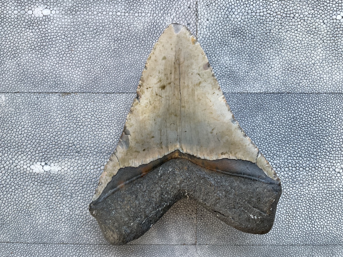 Megalodon Tooth, 13.5 Cm-photo-3