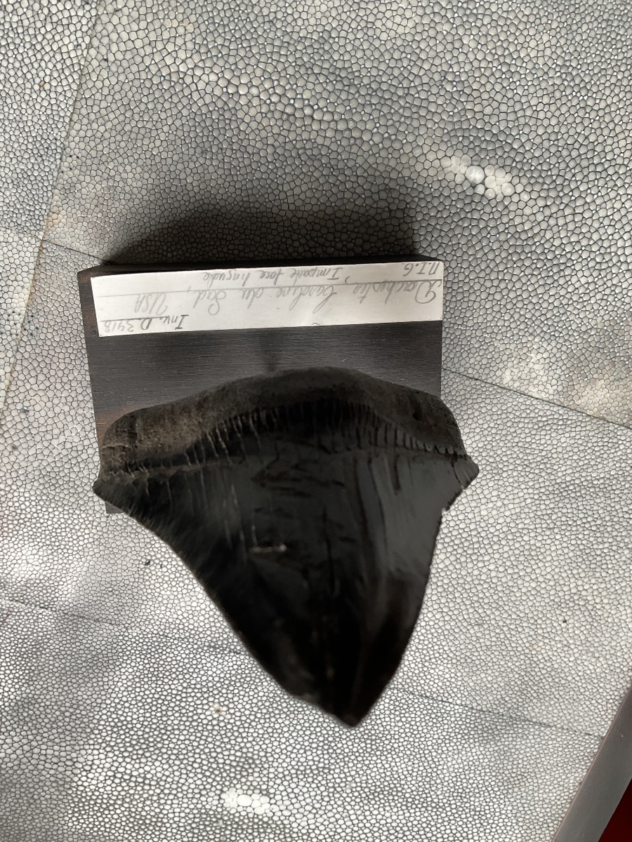 Dent de Megalodon-photo-2