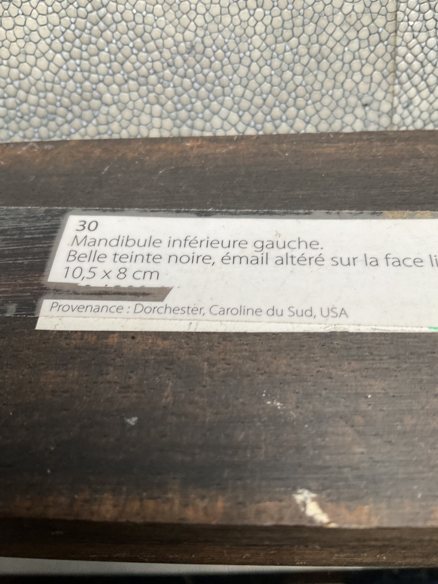 Dent de Megalodon-photo-3
