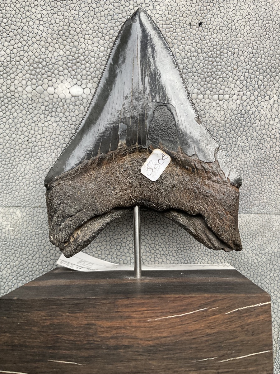 Dent de Megalodon-photo-4