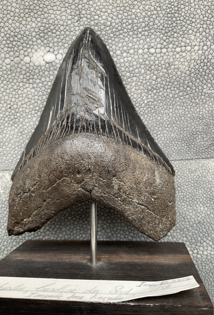 Dent de Megalodon-photo-1