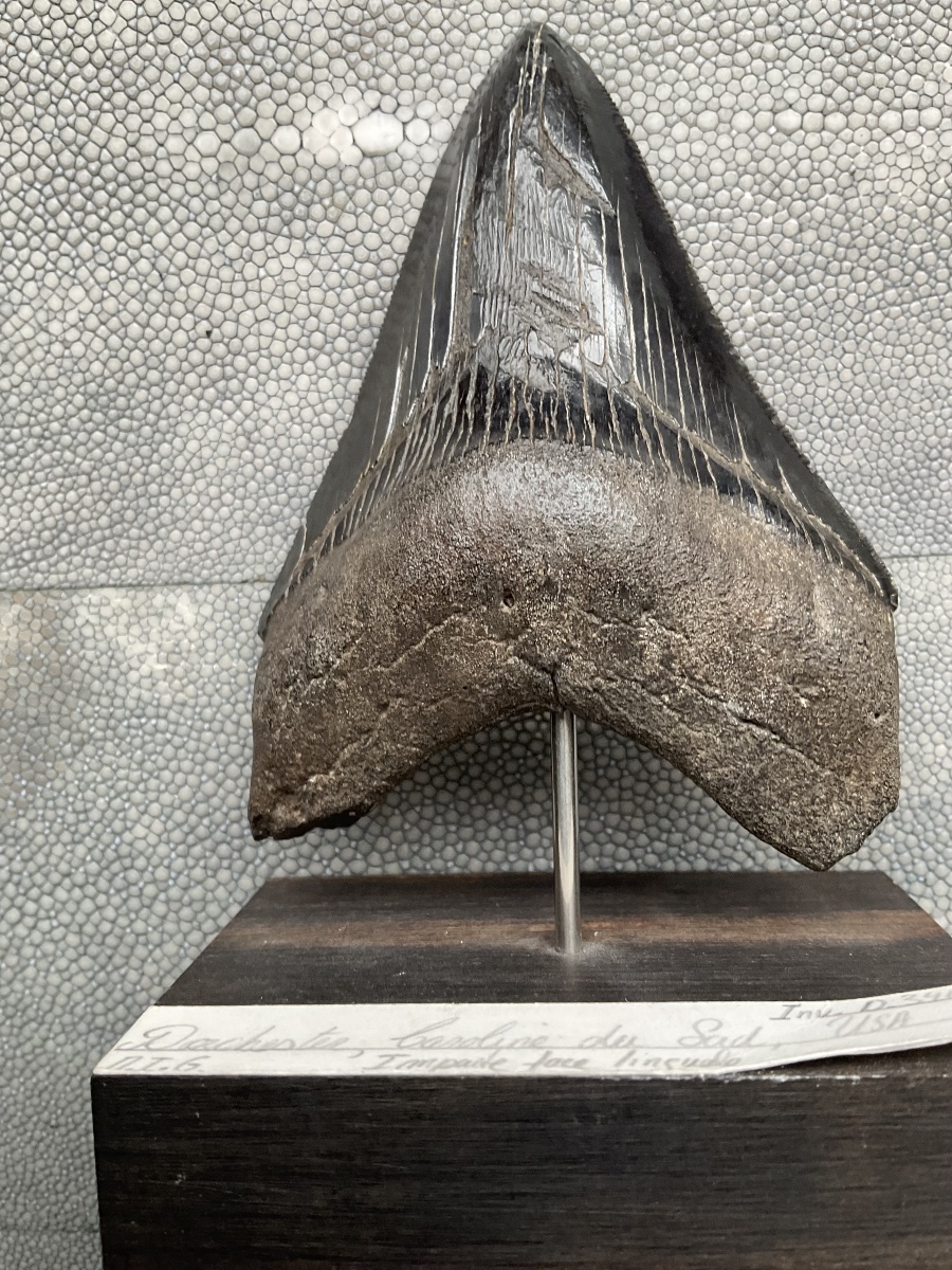 Dent de Megalodon-photo-2