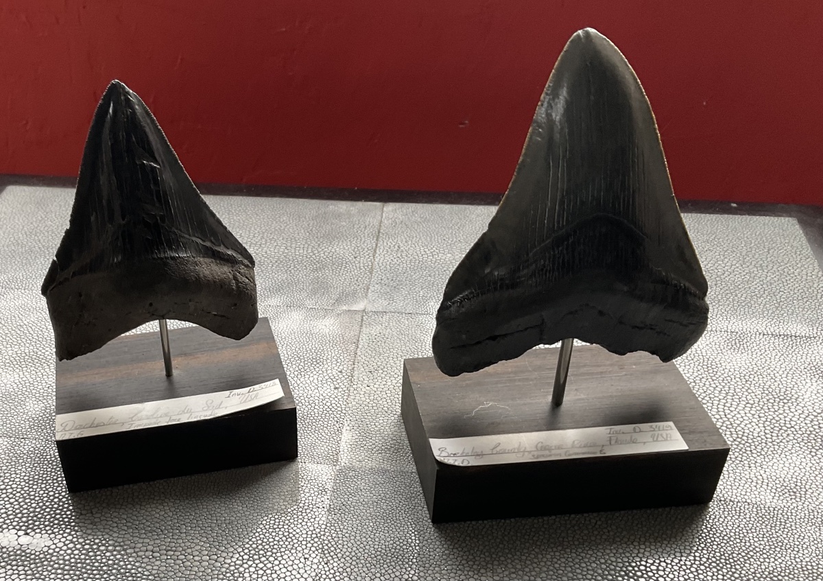 Dent de Megalodon-photo-3