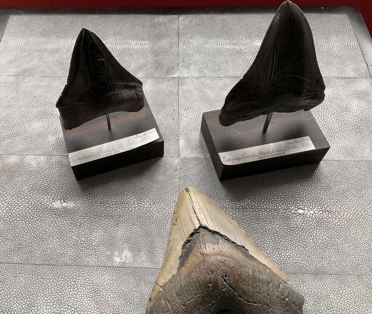 Dent de Megalodon-photo-4