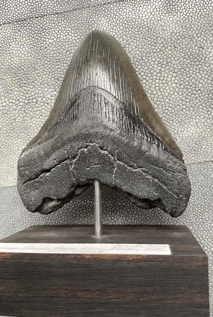 Dent de megalodon -photo-2