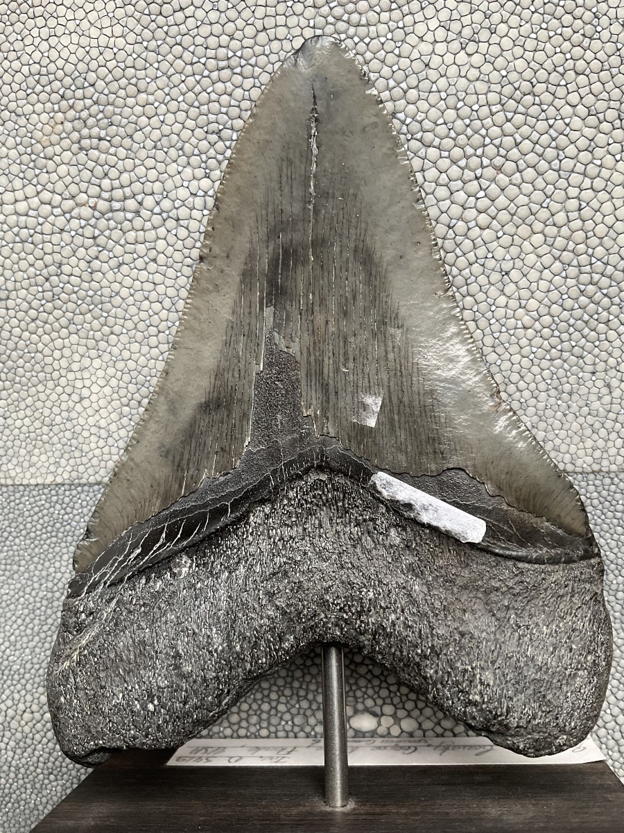 Dent de megalodon -photo-3