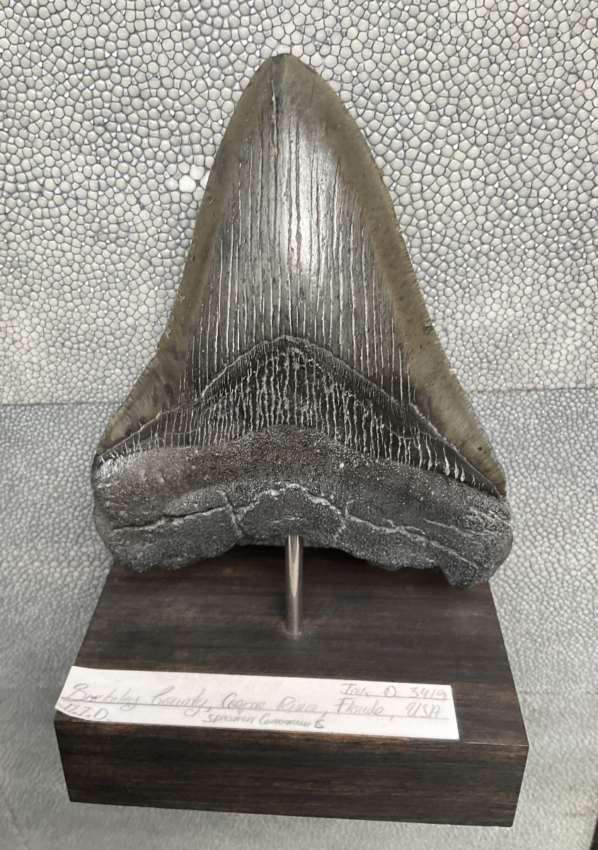 Dent de megalodon -photo-3