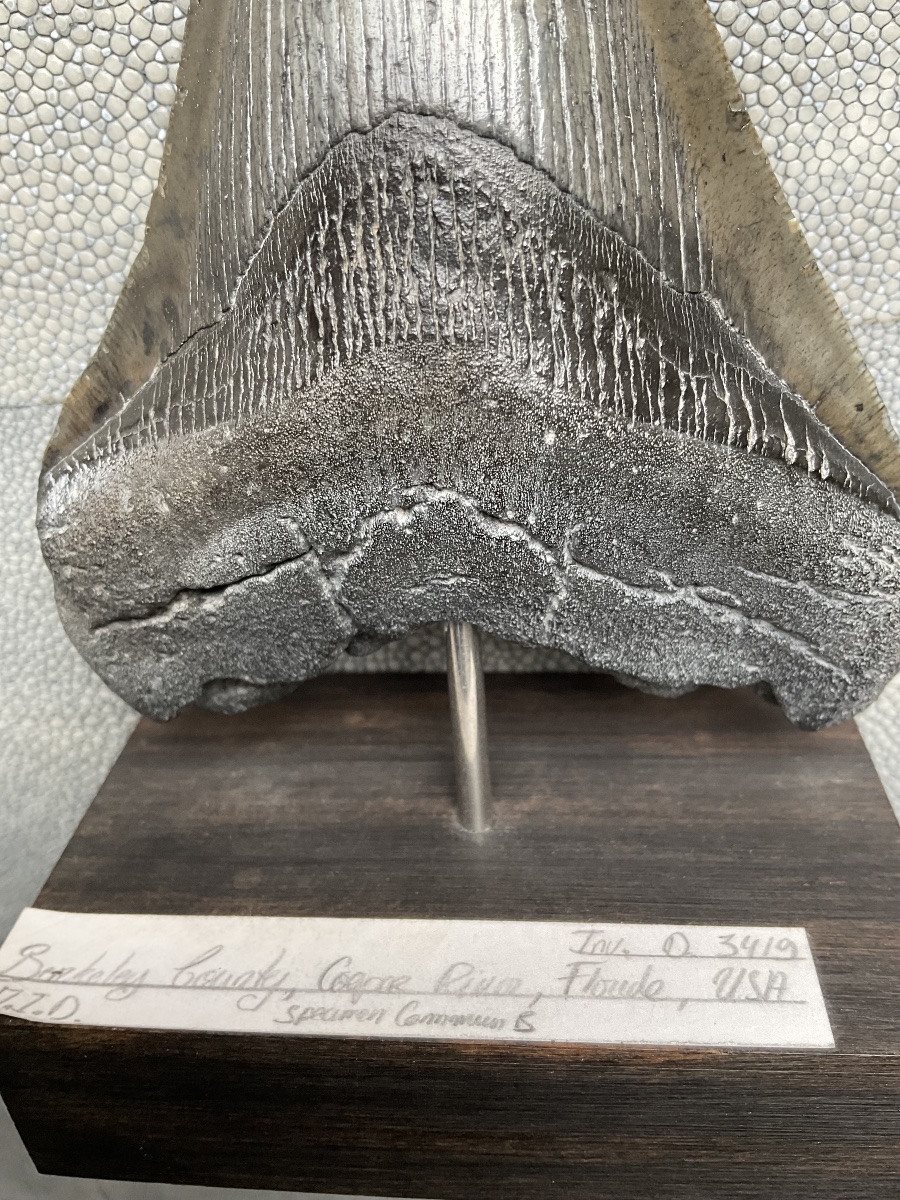Dent de megalodon -photo-4