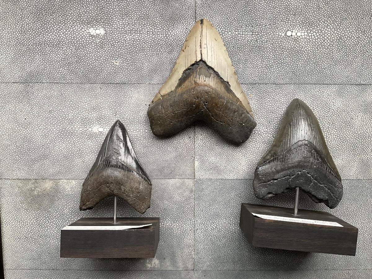 Dent de megalodon -photo-5