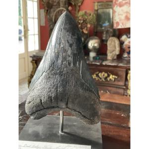 Dent de megalodon H13 cm